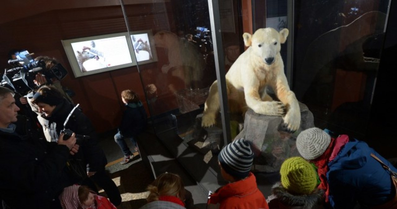 Atrakcja berlińskiego muzeum - miś Knut