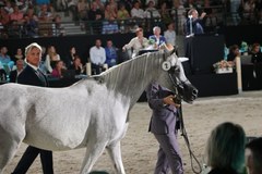 Aukcja Koni Arabskich Czystej Krwi Pride of Poland