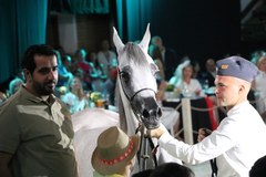 Aukcja Koni Arabskich Czystej Krwi Pride of Poland