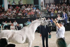 Aukcja Koni Arabskich Czystej Krwi Pride of Poland