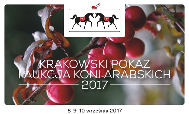 Aukcja koni arabskich po raz pierwszy w Małopolsce /Materiały prasowe