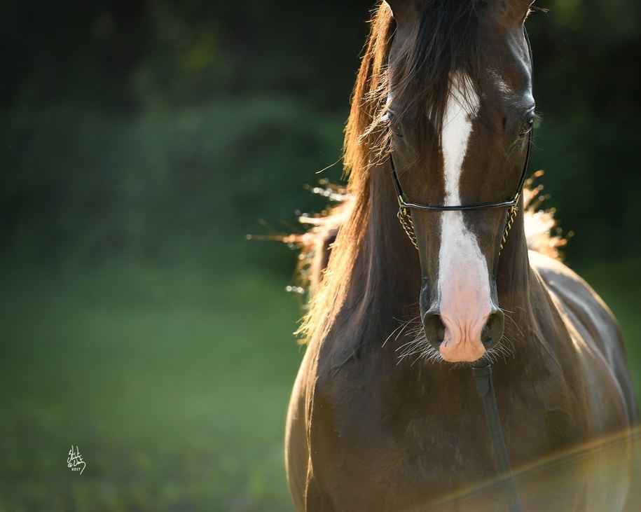 Aukcja koni arabskich po raz pierwszy w Małopolsce /Crocow Show arabians.pl /Materiały prasowe