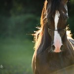 Aukcja koni arabskich po raz pierwszy w Małopolsce! 