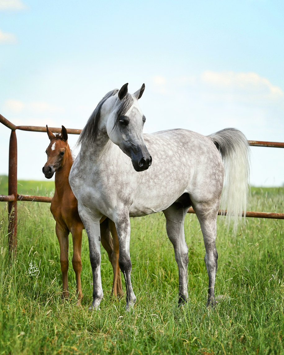 Aukcja koni arabskich po raz pierwszy w Małopolsce /Crocow Show arabians.pl /Materiały prasowe