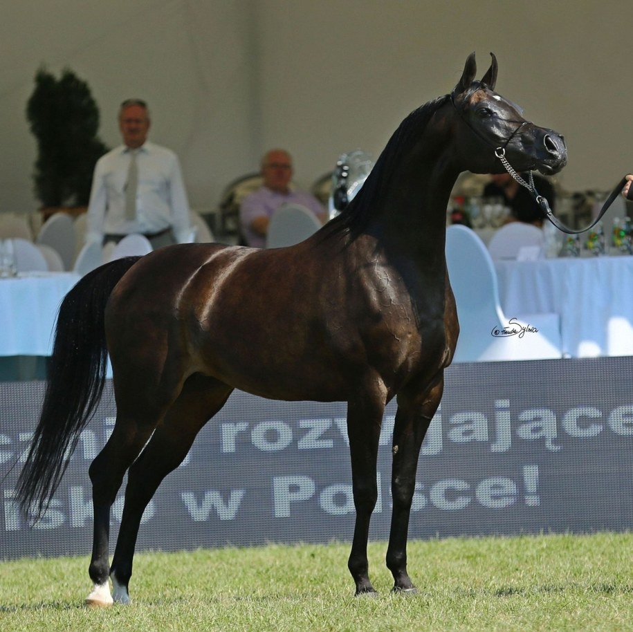 Aukcja koni arabskich w Michałowicach /Crocow Show arabians.pl /Materiały prasowe