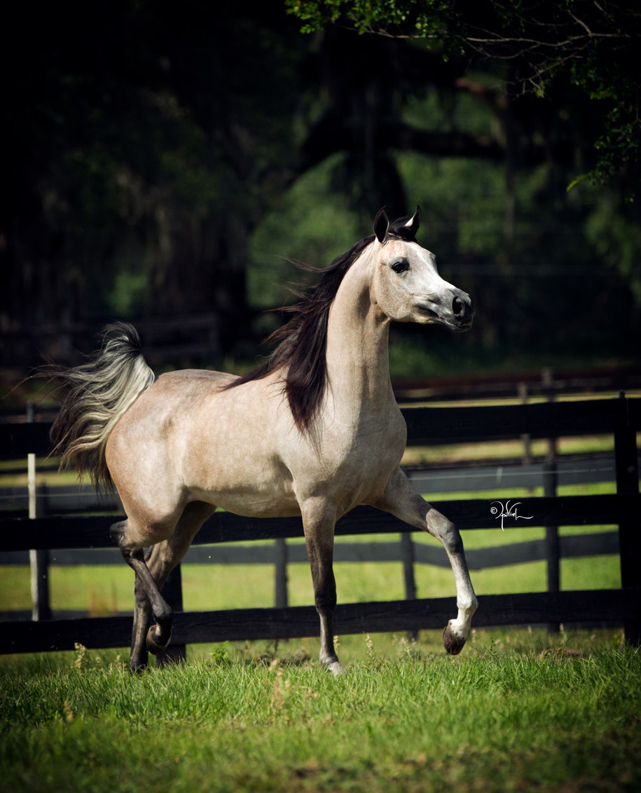 Aukcja koni arabskich /Crocow Show arabians.pl /Materiały prasowe