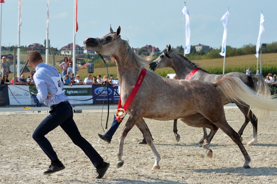 Aukcja koni w Michałowicach /Paweł Zechenter /PAP
