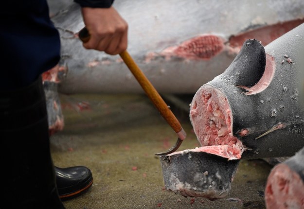 Aukcja tuńczyka w Tokio /FRANCK ROBICHON /PAP/EPA