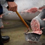 Aukcja w Tokio: 31 tys. euro za tuńczyka