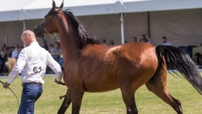 Aukcję koni arabskich "Pride of Poland" bojkotują ważni klienci