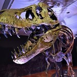 Aukcje: Szkielet tyranozaura sprzedany za rekordową sumę 