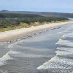 Australia: 230 waleni wyrzuconych na brzeg. Połowa może być martwa