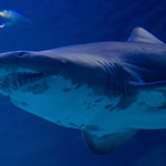 Australia: 55-latek zabity przez rekina