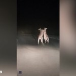 Australia: Bokserski pojedynek kangurów na środku drogi