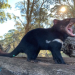 ​Australia: Diabły tasmańskie rozmnożyły się pierwszy raz od 3000 lat