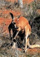 Australia: kangur /Encyklopedia Internautica