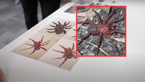 Australia: Naukowcy odkryli ogromnego pająka. Występuje tylko na jednym terenie