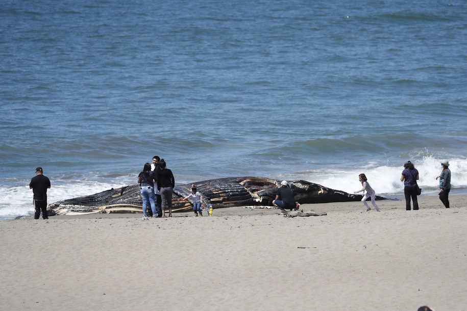 Walenie utknęły na mieliźnie u wybrzeży Tasmanii. Jest plan ich uratowania