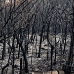Australia płonie i podpala. Polityka klimatyczna nad Pacyfikiem