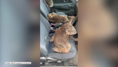 Australia płonie. Misie koala schroniły się w aucie przed pożarami 