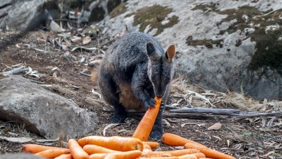 Australia płonie. Zwierzętom na ratunek. Ze śmigłowców zrzucono tony marchewek i słodkich ziemniaków 