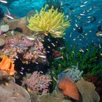 Australia: Powstanie największa na świecie sieć rezerwatów morskich
