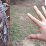 ​Australia: Sfotografowała ćmę większą od jej własnej ręki!