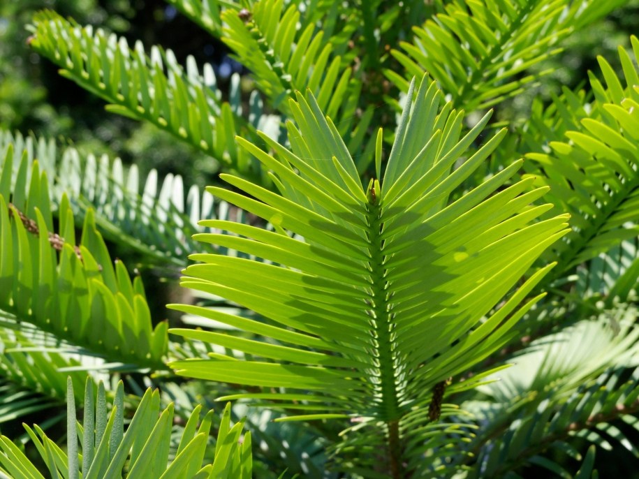 Australia: Tajna misja ratowania z pożarów prehistorycznych gatunków drzew /Steffen Hauser /PAP/DPA