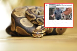 Australia: Trzymetrowy pyton zaatakował dziecko. Wciągnął chłopca do basenu