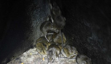 Australia walczy z plagą myszy