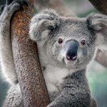 Australia zwiększa wydatki na ochronę koali