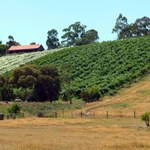 Australijczycy produkują za dużo wina. Niszczą miliony winnych krzewów