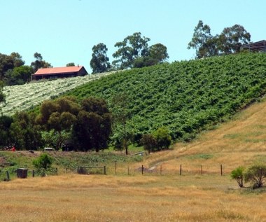 Australijczycy produkują za dużo wina. Niszczą miliony winnych krzewów