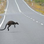 Australijczycy zbierają i golą rozjechane zwierzęta. Powód jest niezwykły