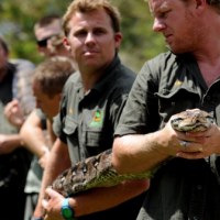 Ważenie gada pozwala ocenić stan jego zdrowia