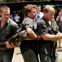 Atomowa Betty waży 137 kg i mierzy 6.5 m. Jest największym pytonem siatkowym w Australii