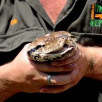 Atomowa Betty waży 137 kg i mierzy 6.5 m. Jest największym pytonem siatkowym w Australii