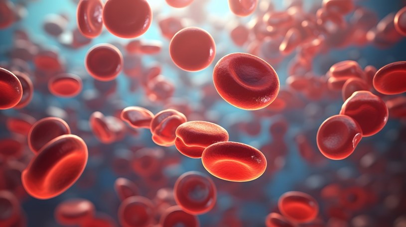 Australijscy naukowcy założyli czerwonej krwince... wąsy. /Zdjęcie ilustracyjne /123RF/PICSEL