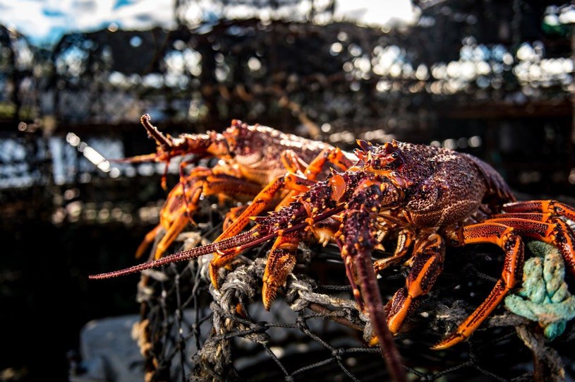 "Australijscy poławiacze homarów" /TCB Media Rights /materiały prasowe
