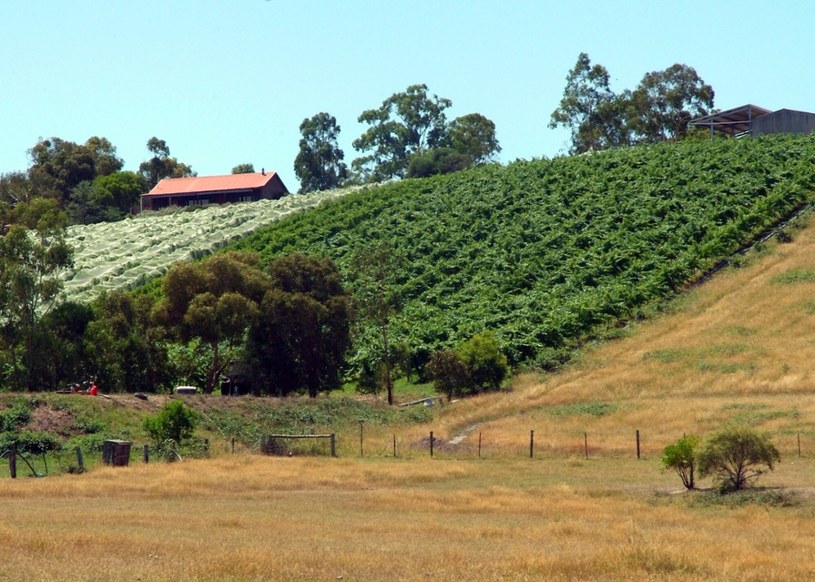 Australijscy rolnicy niszczą miliony winnych krzewów. Chodzi o nadmiar wina /Klaudia GROPPI /East News