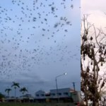 ​Australijska plaga nietoperzy. Władze są bezradne!