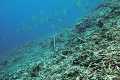 Australijska Wielka Rafa Koralowa pełna cudów