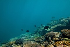 Australijska Wielka Rafa Koralowa pełna cudów