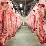 Ministerstwo Rolnictwa Australijska wołowina popłynie do Europy. Polski resort rolnictwa alarmuje