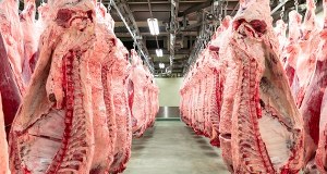 Australijska wołowina popłynie do Europy. Polski resort rolnictwa alarmuje