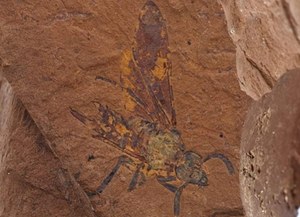Australijski skarbiec skamieniałości. Setki nieodkrytych gatunków