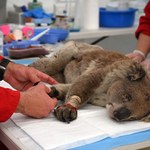 Australijskie koale zagrożone. Grozi im wyginięcie