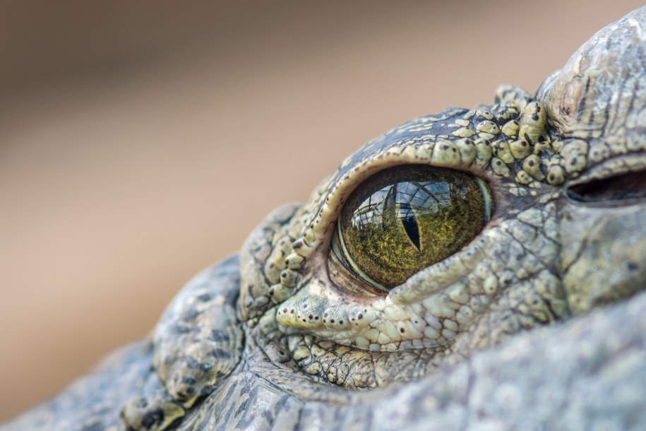 Australijskie „krokodyle drzewne” sprzed 55 mln lat. Niezwykłe odkrycie naukowców - zdjęcie poglądowe /Shutterstock