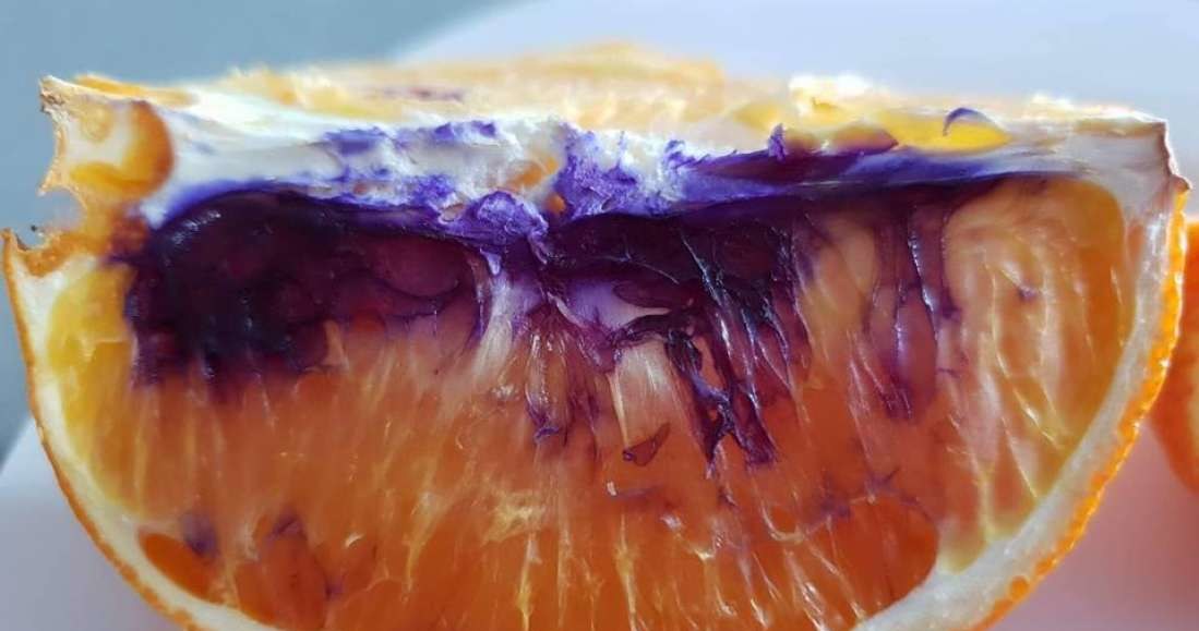 Australijskie pomarańcze zmieniają kolor na fioletowy /Fot. Neti Moffitt /materiały prasowe