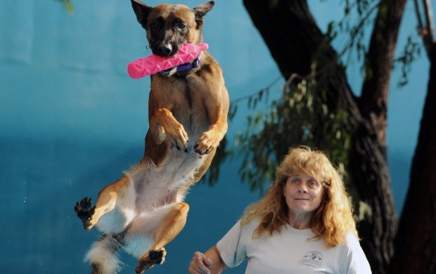 Australijskie psy niczym kangury skakają z radości do góry /AFP